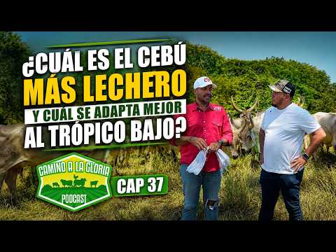 ¿Cuál es el cebú lechero ideal para el trópico bajo? | Ganadería El Imperio | Cap. 37