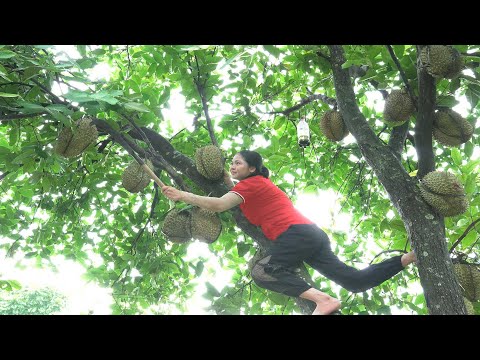 Harvesting Giant Fresh Durian & Making 2 Amazing Durian Recipes!