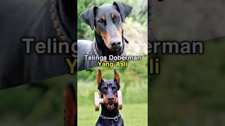 Download lagu Sad facts behind Doberman Dog Ears! #dog #funnyanimalfacts mp3 Download lagu Sad facts behind Doberman Dog Ears! #dog #funnyanimalfacts mp3