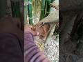 Yah Mera Degree Hai Raj Mistri Video Rajmistri Dialogue Gand Fata Video