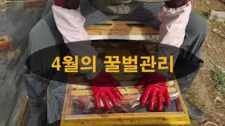 2021. 4월의 꿀벌관리, 4월에 해야할 일