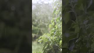 Rain Drops on Leaves | #rainyday  | #raindrops