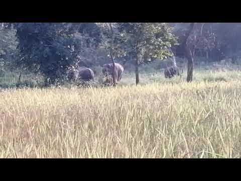 Beyond the electric fence