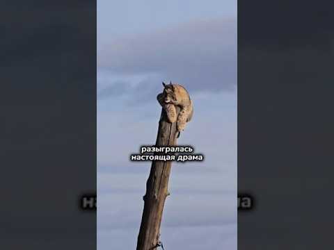 Переживали за ЕЁ судьбу ВСЕЙ Деревней — СПАСЕНИЕ Рыси в Забайкальском Крае