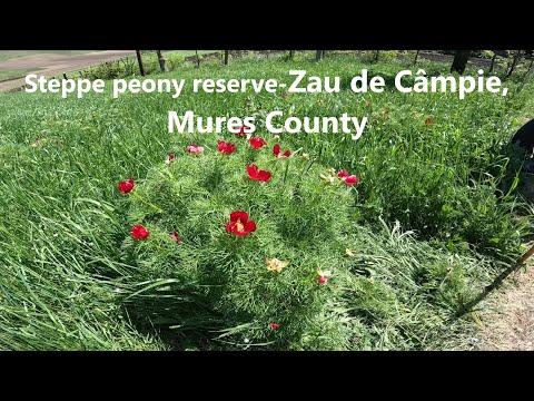 Steppe peony reserve-Zau de Câmpie, Mureș county, May 2, 2025.