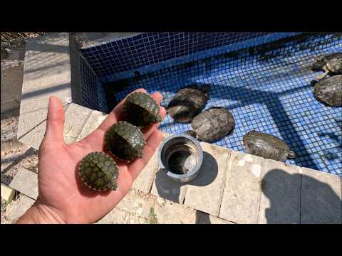 That's how big the baby turtles we found the other day are!!😍🐢