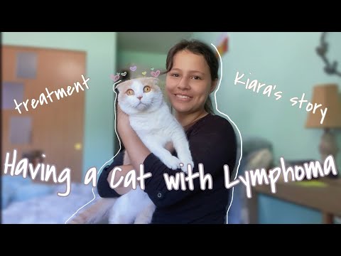 What It's Like Having A Cat with Stage 4 Lymphoma (Kiara's Story & What She Experienced)