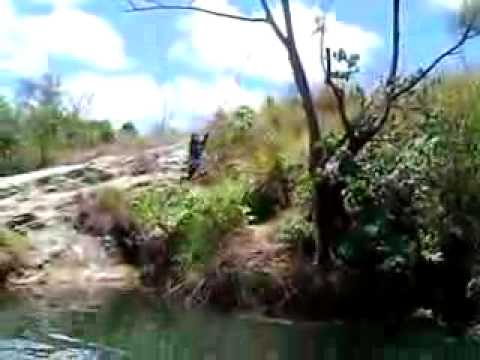 mark mark mark of the jungle!