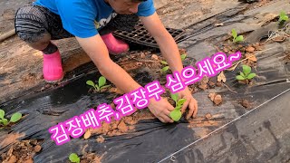 김장배추 김장무 심은날~ 배추심는방법,시기