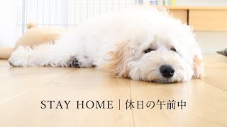 #StayHome 外出自粛中の休日・犬との暮らし｜ Living with dogs