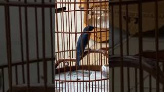 Download lagu Murai buluh Malaysia mp3 Download lagu Murai buluh Malaysia mp3