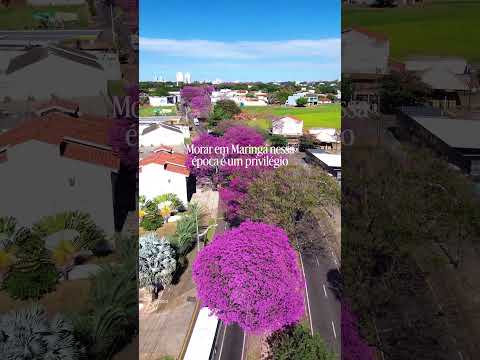 🌸 O espetáculo dos ipês em Maringá | A cidade mais bonita do Brasil está florida #maringá #paraná