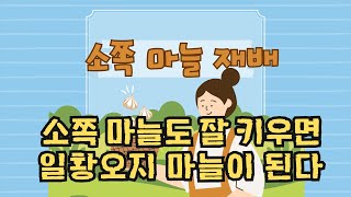 파지!! 소쪽!! 버리는 마늘 심어서 성공의 길을 걷고 있습니다…