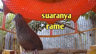 Download lagu Perkutut hitam cemani manggung lokal rame pada nyahutin. mp3 Download lagu Perkutut hitam cemani manggung lokal rame pada nyahutin. mp3