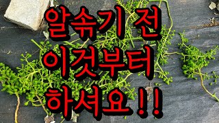 6월 #샤인머스켓 #송이솎기 #알솎기