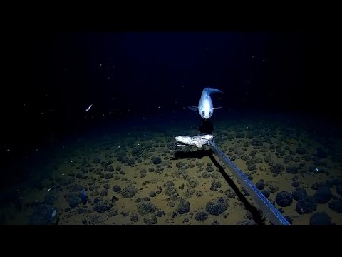 La fototrappola svela la meraviglia della vita marina a più di 6mila metri di profondità