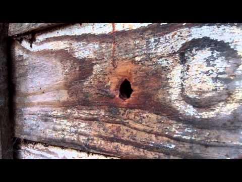 Feral Hive In Old House