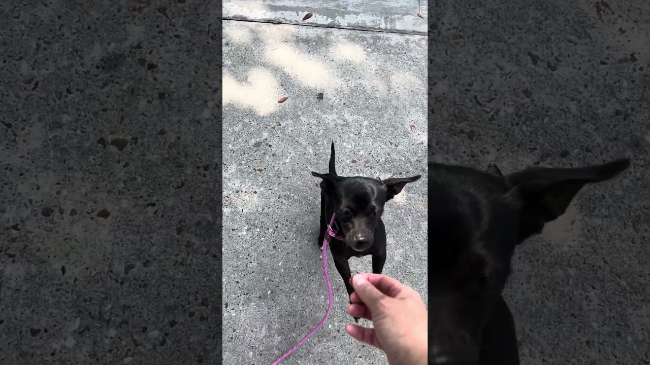 Dixie, a Adoptable mixed breed in Austin, TX video 6/6