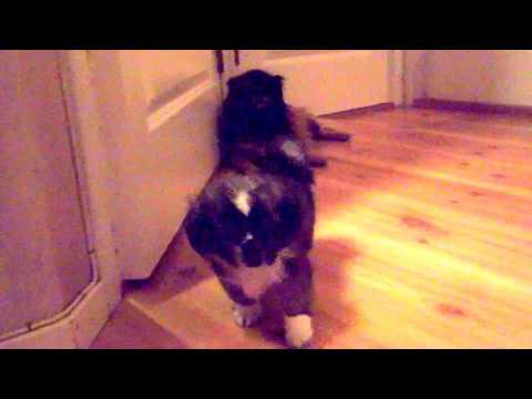 Geronimo ( Milo) er ikke redd Laleh som lager brummelyd. 13.1.18