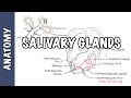 Salivary Glands Anatomy And Physiology