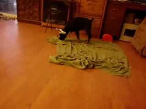 Fabio of Hermit Acres