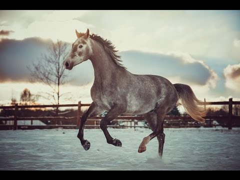 NOV, 2012, Holsteiner, gelding, Nerrado x Wyomie II., Jumper/EQ, big perspective
