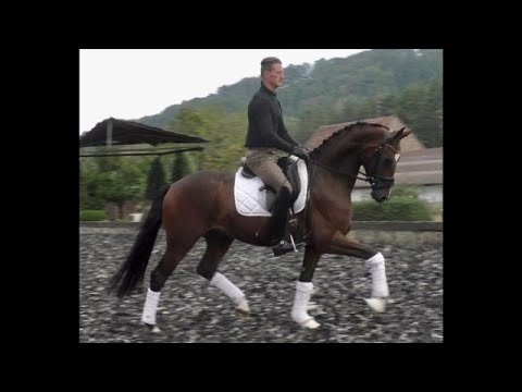 SOLD 2017 Hannoveraner Wallach von BUCKINGHAM www.sporthorses-online.com