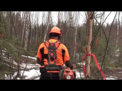 Metsolan Metsäkoulu 7, Kaistoittaminen pitempi pätkä