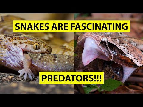 Snakes are fascinating predators! Wild snakes hunting and feeding