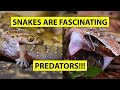 Snakes Are Fascinating Predators Wild Snakes Hunting And Feeding