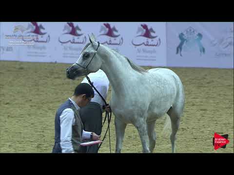 N.71 NOFAH AL SHAQAB - 2019 Qatar Nat. Peninsula show - Fillies 3 Years Old (Class 3) .mp4