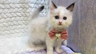 ラグドールの動画01