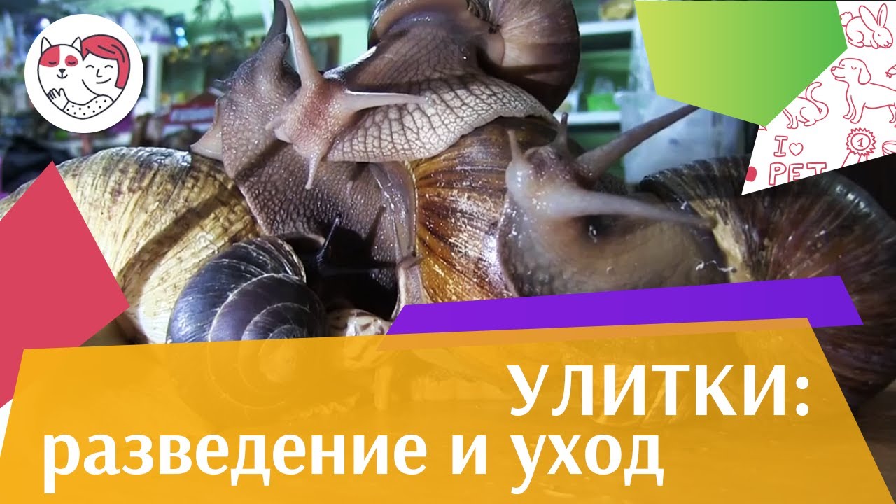 Улитки разведение и уход на ilikepet