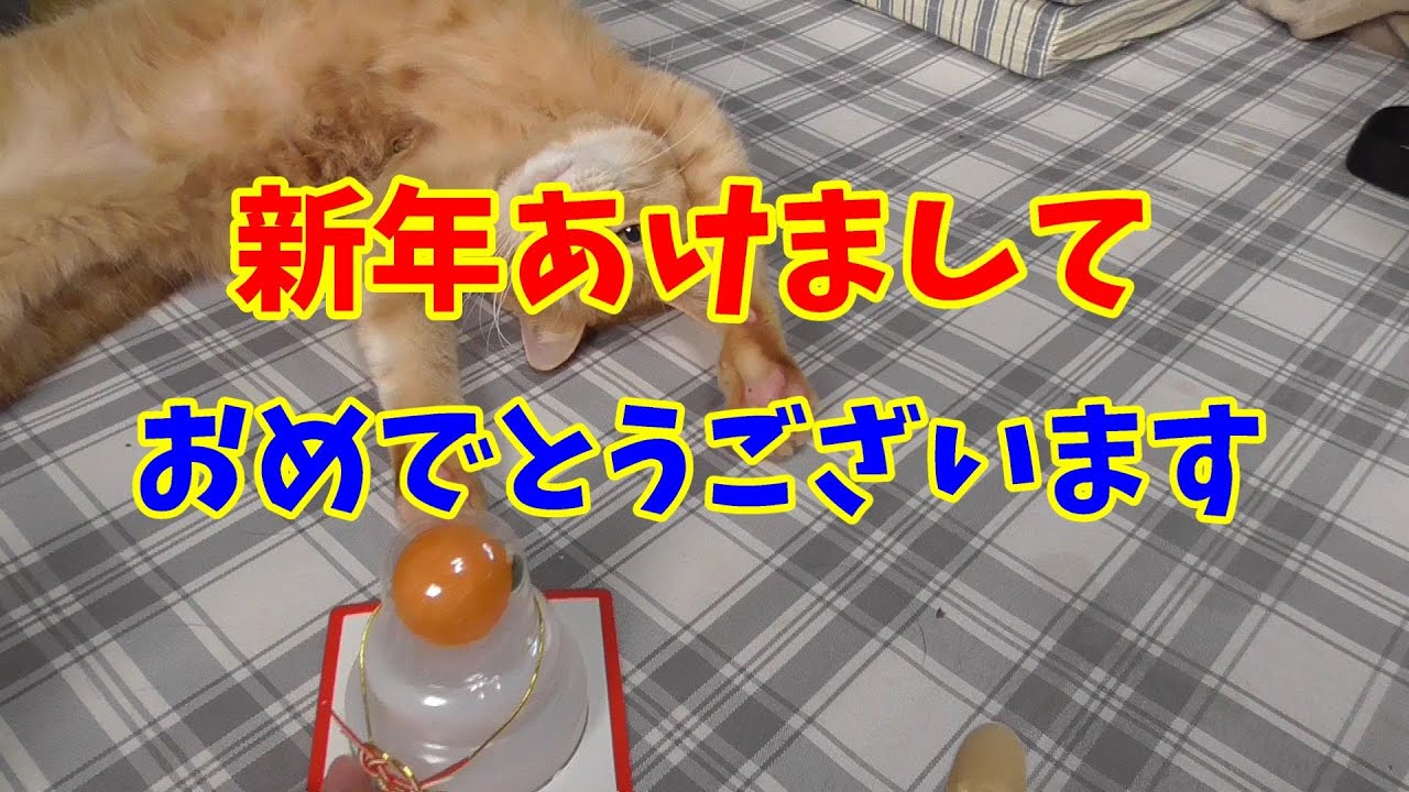 新年あけましておめでとうございます。今年もバンザイ猫チャンネルよろしくお願いいたします。