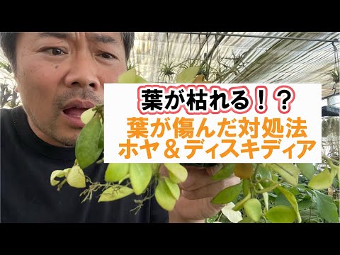 園芸 Quamoclitic Ipomoea、ヒノキ葉 Ipomoea、Red Ipomoea