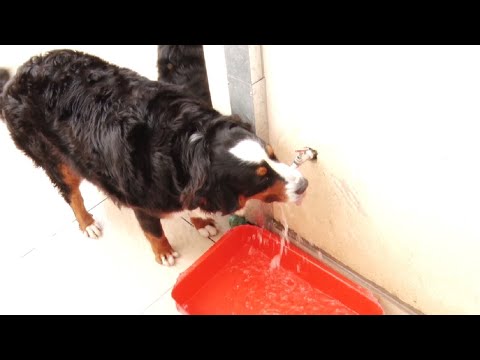 Veterinária alerta para cuidados com a tosa no calor