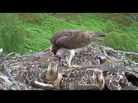 Fish number three arrives for Aila the Loch Arkaig Osprey 12 Jul 2020