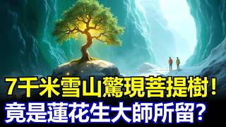 登山隊在7千米雪山發現活菩提樹！空氣中還瀰漫著檀香，竟是蓮花生大師所留？ #未解之謎 #雪山怪談 #尼泊爾  #登山探險  #喜馬拉雅秘境  #菩提樹 #故事雜談