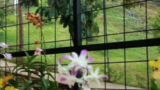 Download lagu Layang kangen ~ Nufi wardhana ~cover Nidya mp3 Download lagu Layang kangen ~ Nufi wardhana ~cover Nidya mp3