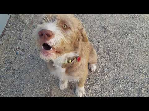 OLLIE, an adopted Otterhound Mix in Phoenix, AZ_image-1