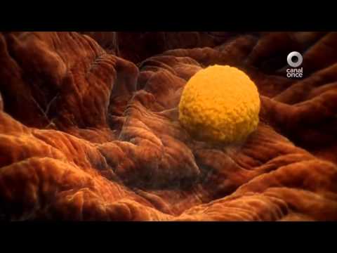 Note - Human fertilization