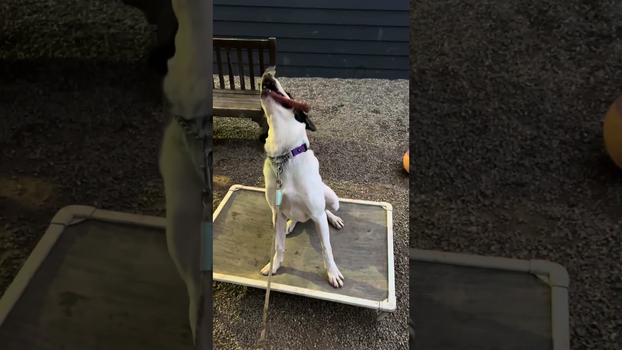 Enlarge Ruthie, a Adoptable mixed breed in Columbia Station, OH video 6/6
