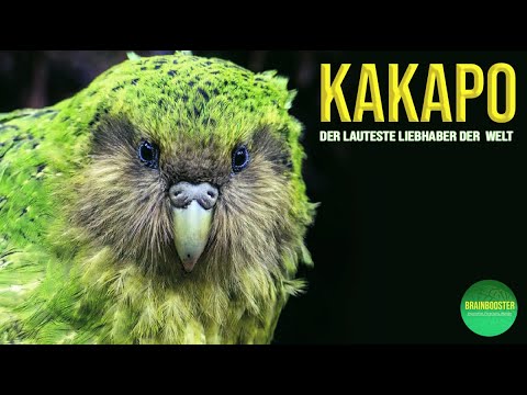 Kakapo  Papagei - Der lauteste Liebhaber der Welt