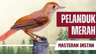 Download lagu Masteran Pelanduk Semak Merah Gacor Full Isian mp3 Download lagu Masteran Pelanduk Semak Merah Gacor Full Isian mp3