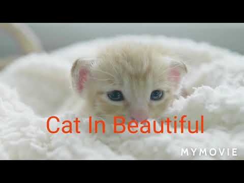 Top 07 Beautiful Cats Natural Beautiful Full Hd Munesh Kumar🖕🖕