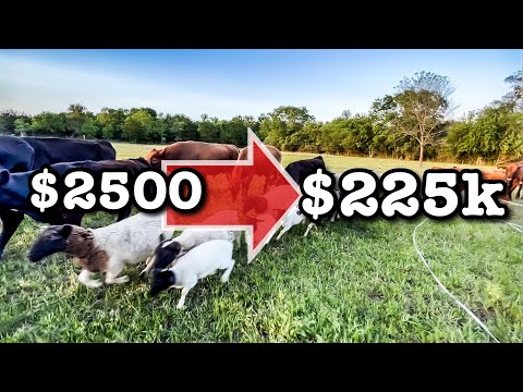 , title : 'INVESTING $2500 for $225K RETURN | Farm Business Dorper Sheep Farming Cows MICRO RANCHING FOR PROFIT'
