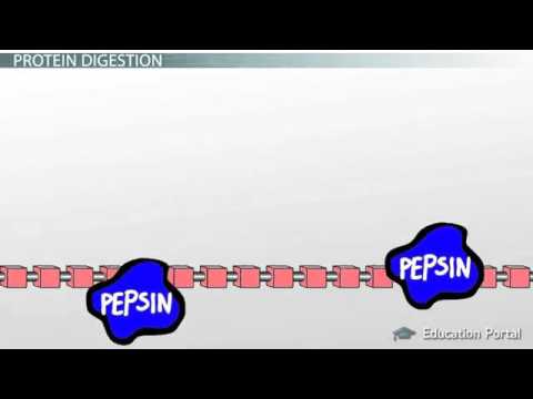 download lagu mp3 mp4 What Enzyme Breaks Down Protein, download lagu What Enzyme Breaks Down Protein gratis, unduh video klip What Enzyme Breaks Down Protein