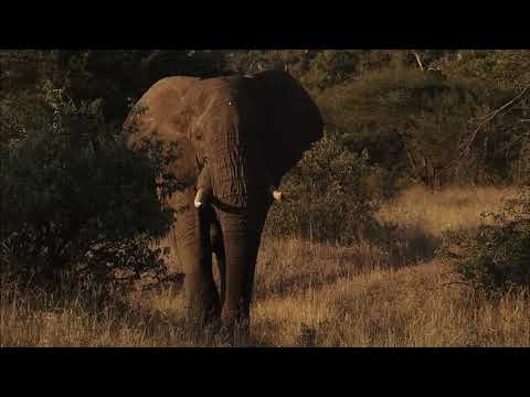 Big Bull Elephant, in Wide, Medium and Close up !