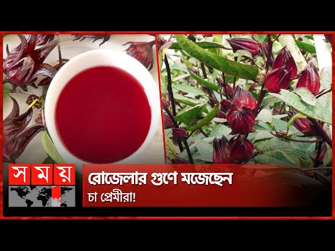কীভাবে তৈরি হয় রোজেলা চা? | Rosella Tea | Natore News | Tea | Healthy Life | Somoy TV