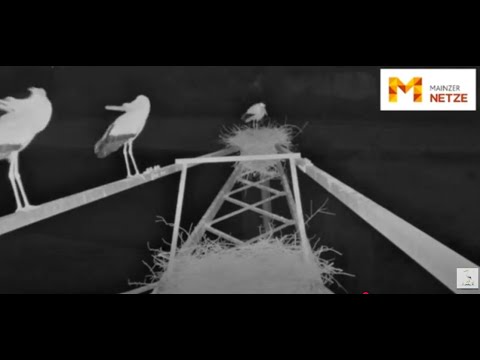 Mainz Laubenheim/D           Scared storks, dangerous night flights.